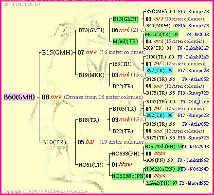 Pedigree of B60(GMH) :
four generations presented