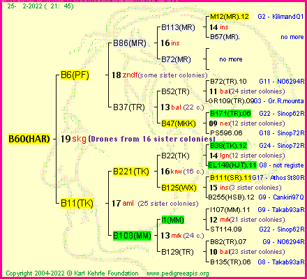 Pedigree of B60(HAR) :
four generations presented
it's temporarily unavailable, sorry!