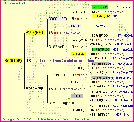 Pedigree of B60(JDP) :
four generations presented
it's temporarily unavailable, sorry!