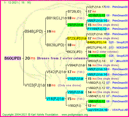 Pedigree of B60(JPD) :
four generations presented
it's temporarily unavailable, sorry!