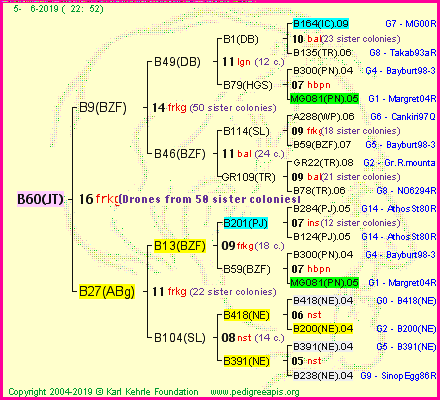 Pedigree of B60(JT) :
four generations presented<br />it's temporarily unavailable, sorry!