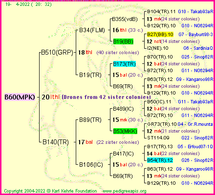 Pedigree of B60(MPK) :
four generations presented
it's temporarily unavailable, sorry!