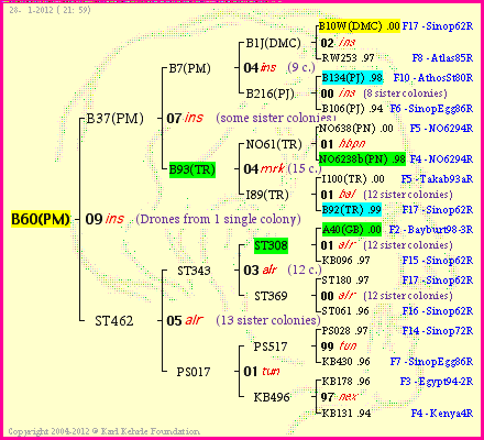 Pedigree of B60(PM) :
four generations presented