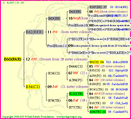 Pedigree of B60(RKR) :
four generations presented