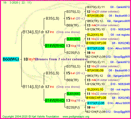 Pedigree of B60(WG) :
four generations presented
it's temporarily unavailable, sorry!