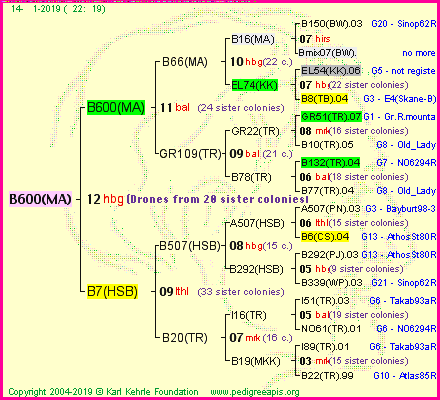 Pedigree of B600(MA) :
four generations presented<br />it's temporarily unavailable, sorry!