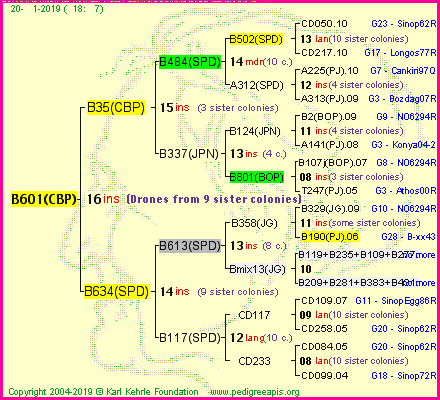 Pedigree of B601(CBP) :
four generations presented<br />it's temporarily unavailable, sorry!