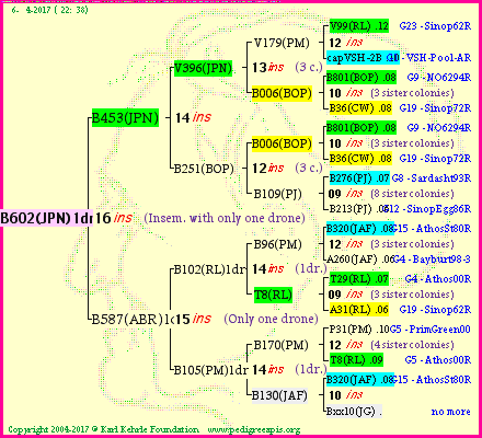 Pedigree of B602(JPN)1dr :
four generations presented