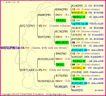 Pedigree of B605(JPN)1dr :
four generations presented