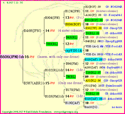 Pedigree of B606(JPN)1dr :
four generations presented