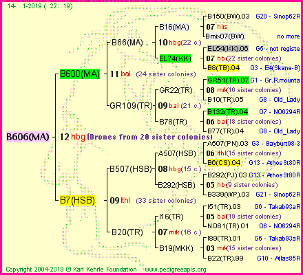 Pedigree of B606(MA) :
four generations presented<br />it's temporarily unavailable, sorry!