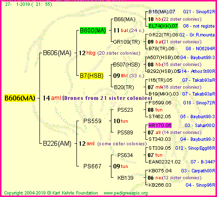 Pedigree of B606(MA) :
four generations presented
it's temporarily unavailable, sorry!