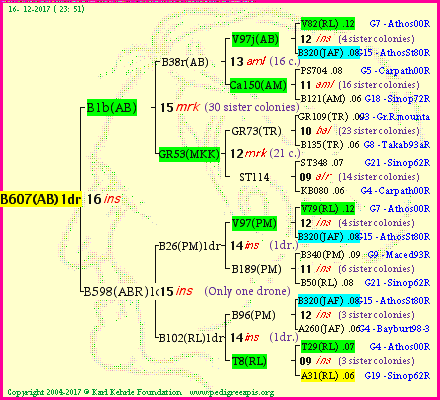 Pedigree of B607(AB)1dr :
four generations presented