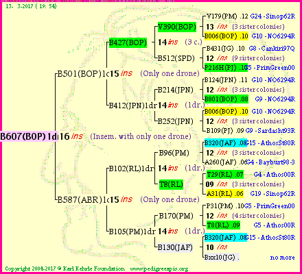 Pedigree of B607(BOP)1dr :
four generations presented