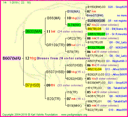 Pedigree of B607(MA) :
four generations presented<br />it's temporarily unavailable, sorry!