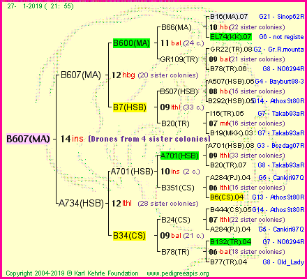 Pedigree of B607(MA) :
four generations presented
it's temporarily unavailable, sorry!