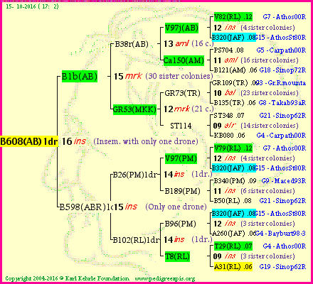 Pedigree of B608(AB)1dr :
four generations presented