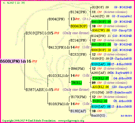 Pedigree of B608(JPN)1dr :
four generations presented