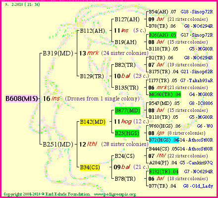 Pedigree of B608(MIS) :
four generations presented