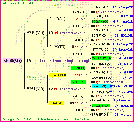 Pedigree of B608(MS) :
four generations presented<br />it's temporarily unavailable, sorry!