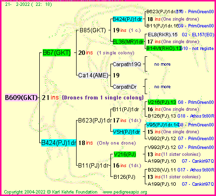 Pedigree of B609(GKT) :
four generations presented
it's temporarily unavailable, sorry!