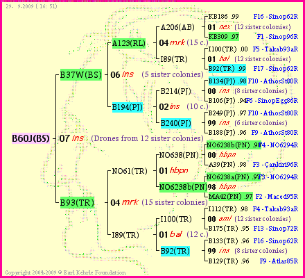 Pedigree of B60J(BS) :
four generations presented