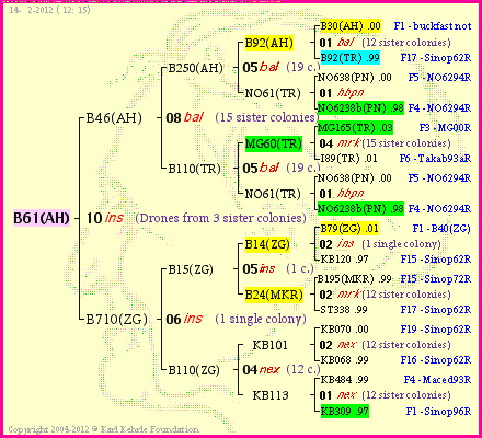 Pedigree of B61(AH) :
four generations presented