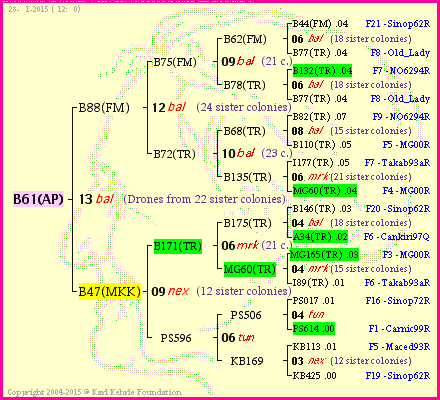 Pedigree of B61(AP) :
four generations presented