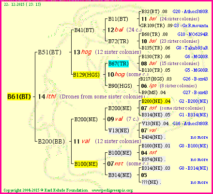 Pedigree of B61(BT) :
four generations presented