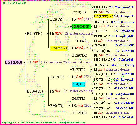 Pedigree of B61(DSJ) :
four generations presented