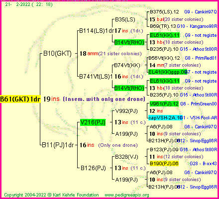 Pedigree of B61(GKT)1dr :
four generations presented
it's temporarily unavailable, sorry!