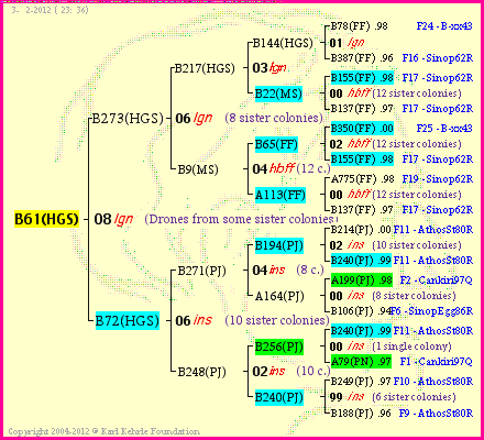 Pedigree of B61(HGS) :
four generations presented