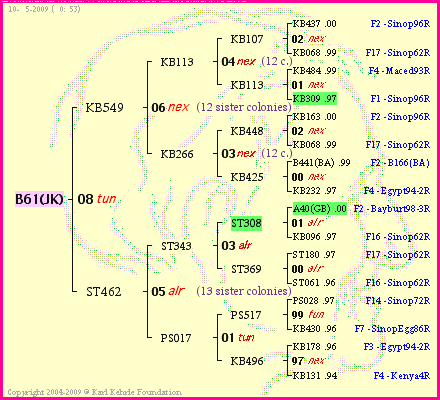 Pedigree of B61(JK) :
four generations presented