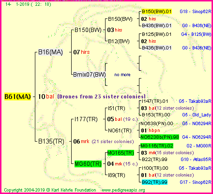 Pedigree of B61(MA) :
four generations presented<br />it's temporarily unavailable, sorry!