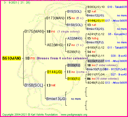 Pedigree of B61(MAN) :
four generations presented
it's temporarily unavailable, sorry!