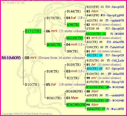 Pedigree of B61(MKW) :
four generations presented