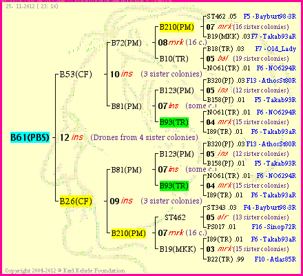 Pedigree of B61(PBS) :
four generations presented