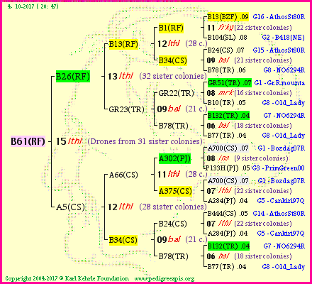 Pedigree of B61(RF) :
four generations presented<br />it's temporarily unavailable, sorry!