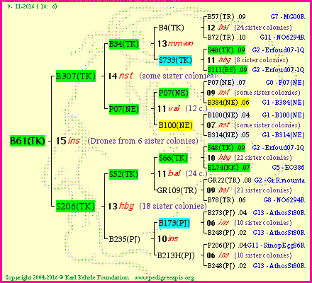 Pedigree of B61(TK) :
four generations presented<br />it's temporarily unavailable, sorry!