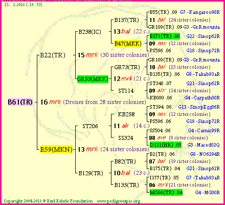 Pedigree of B61(TR) :
four generations presented