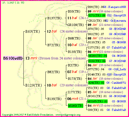 Pedigree of B610(vdB) :
four generations presented