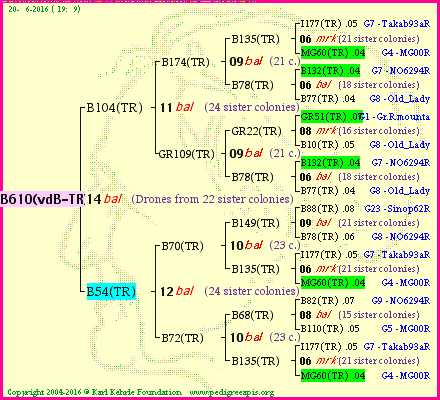 Pedigree of B610(vdB-TR) :
four generations presented