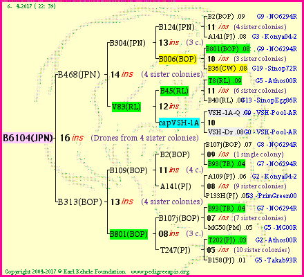 Pedigree of B6104(JPN) :
four generations presented