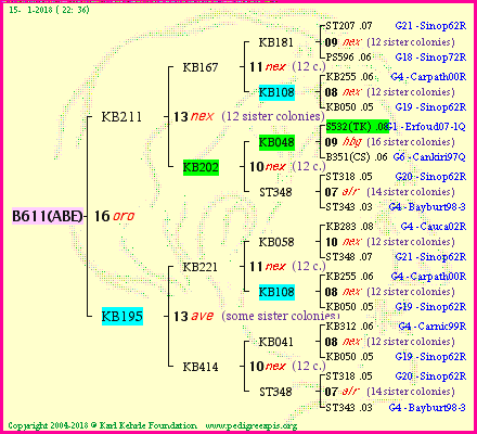 Pedigree of B611(ABE) :
four generations presented