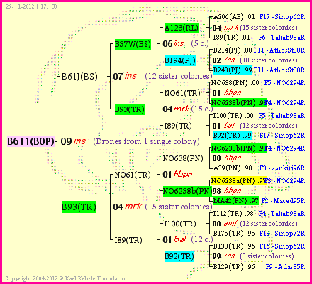 Pedigree of B611(BOP) :
four generations presented