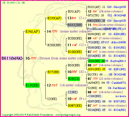 Pedigree of B611(MAK) :
four generations presented