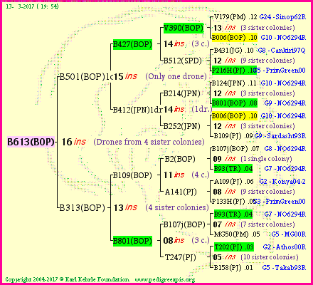 Pedigree of B613(BOP) :
four generations presented