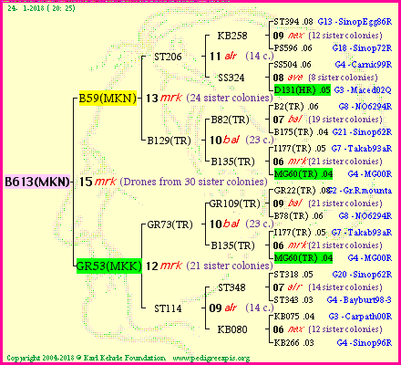 Pedigree of B613(MKN) :
four generations presented