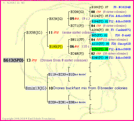 Pedigree of B613(SPD) :
four generations presented