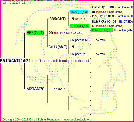 Pedigree of B615(GKT)1dr :
four generations presented
it's temporarily unavailable, sorry!